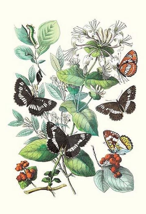 Butterflies: N. Lucilla