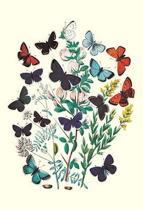 Butterflies: P. Euphemus