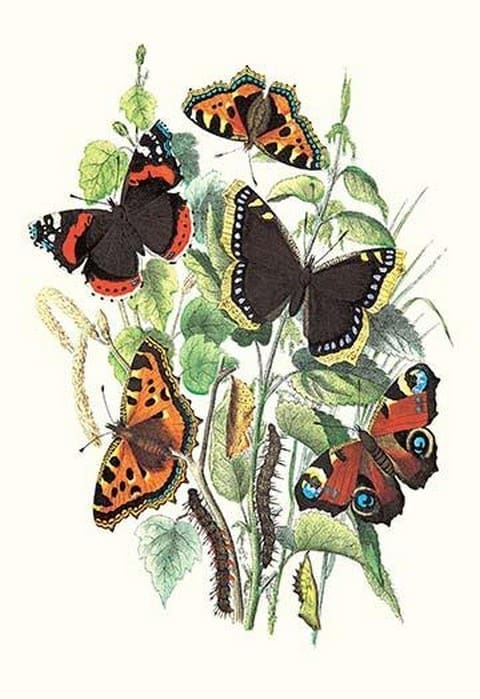 Butterflies: V. Atalanta