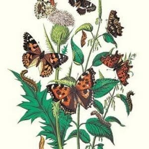 Butterflies: V. Xanthomelas