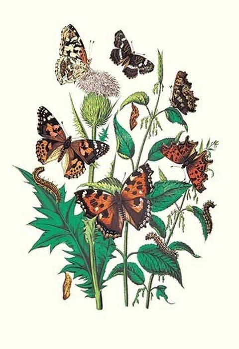 Butterflies: V. Xanthomelas