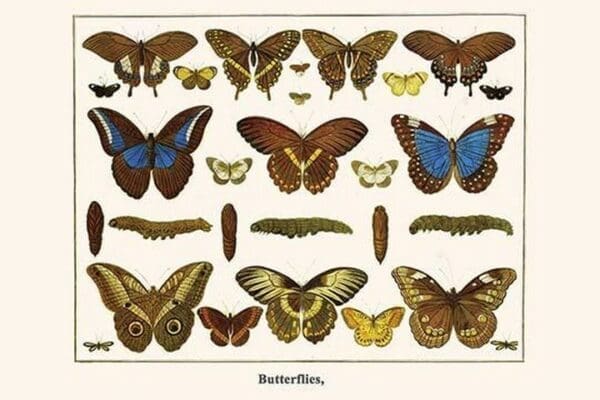 Butterflies