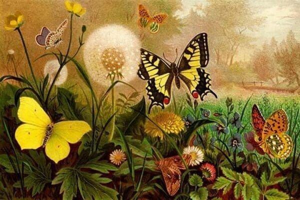 Butterflies by Friedrich Wilhelm Kuhnert #2 - Art Print