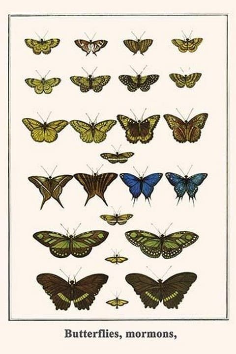 Butterflies