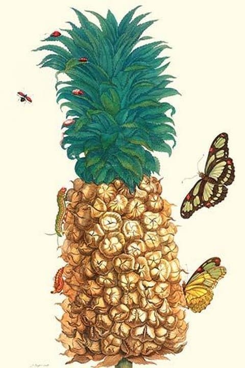 Butterfly & Beetle on a Pineapple by Maria Sibylla Merian - Art Print