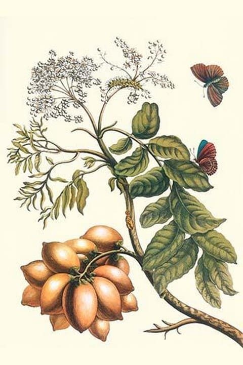 Butterfly on a Spanish Plum by Maria Sibylla Merian - Art Print