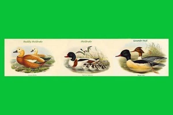 COMPSITE DUCK HORIZONTAL DECORATIVE SET I by John Gould - Art Print