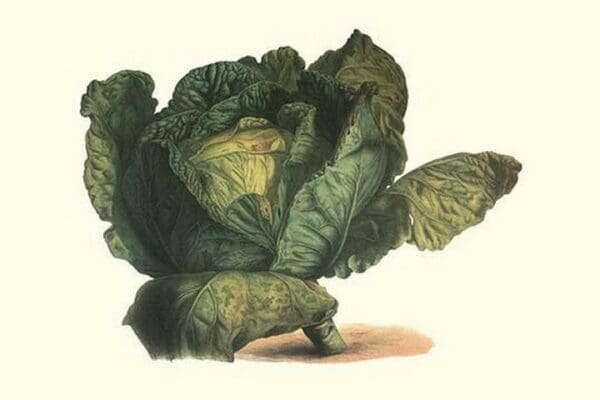 Cabbage Head by Philippe-Victoire Lev que de Vilmorin - Art Print