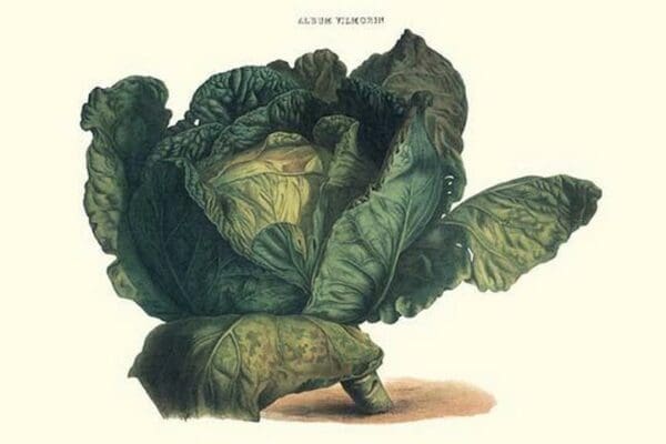 Cabbage by Philippe-Victoire Lev que de Vilmorin - Art Print