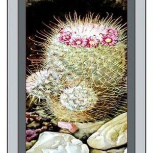 Cactus - Art Print