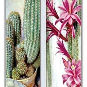 Cactus and Flower - Art Print