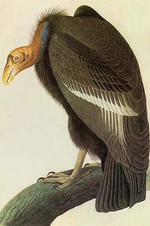 California Condor by John James Audubon - Art Print