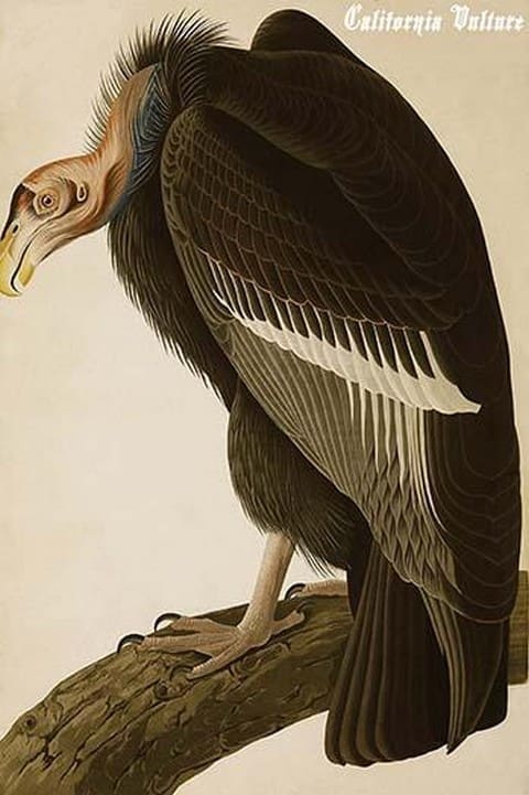 California Vulture by John James Audubon - Art Print