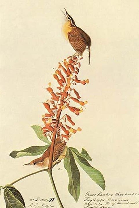 California Wren by John James Audubon - Art Print