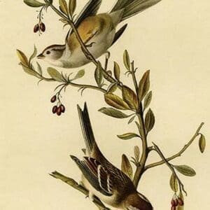 Canada Bunting Tree Sparrow by John James Audubon - Art Print