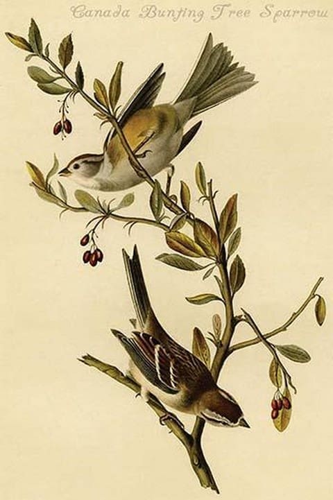 Canada Bunting Tree Sparrow by John James Audubon - Art Print