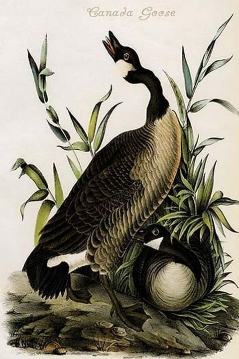 Canada Goose by John James Audubon - Art Print