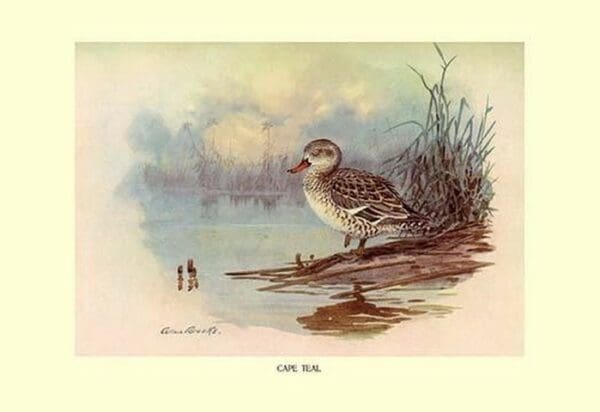 Cape Teal by Allan Brooks - Art Print