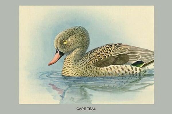 Cape Teal by Louis Agassiz Fuertes - Art Print