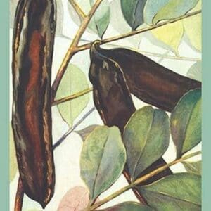 Carob Bean - Art Print