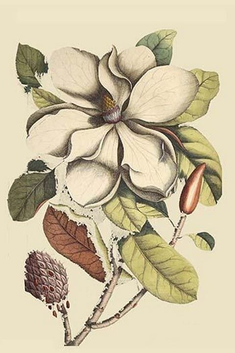 Carolina Laurel by Mark Catesby - Art Print