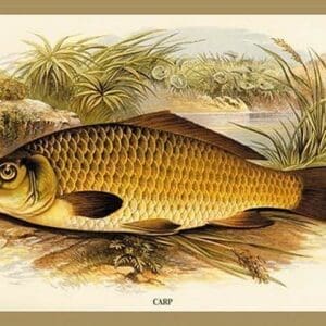 Carp by A.F. Lydon - Art Print