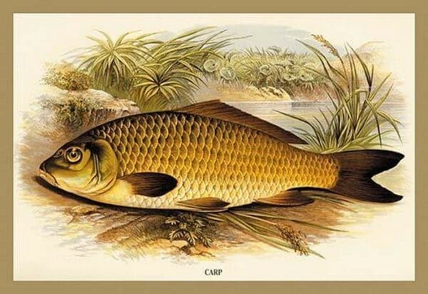 Carp by A.F. Lydon - Art Print