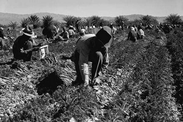 Carrot pullers by Dorothea Lange - Art Print