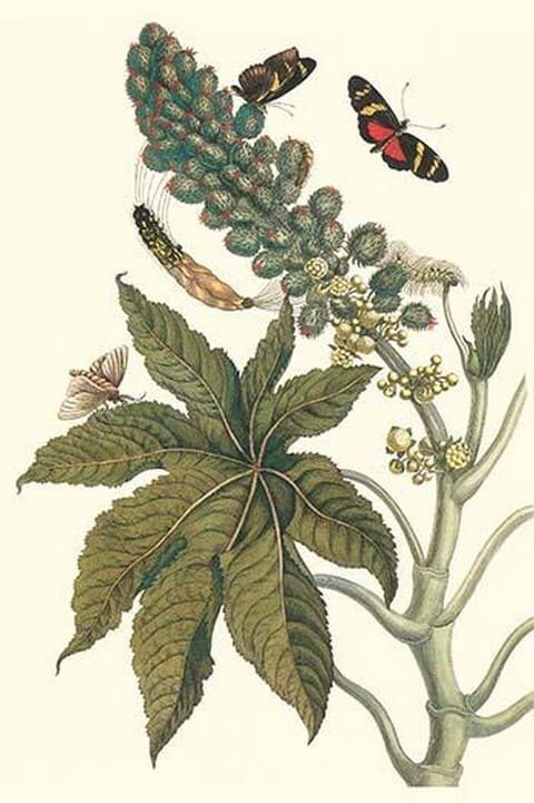 Castor Oil Tree with a Moth by Maria Sibylla Merian - Art Print