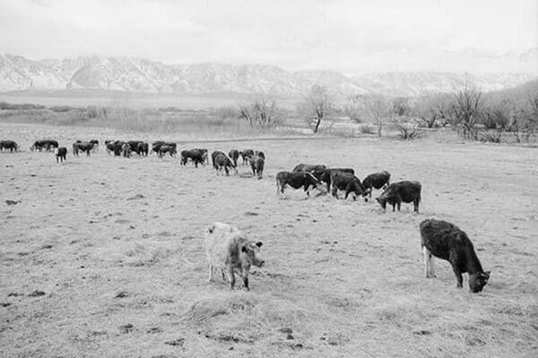 Cattle in South Farm by Ansel Adams - Art Print