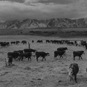 Cattle in south farm by Ansel Adams #2 - Art Print