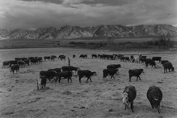 Cattle in south farm by Ansel Adams #2 - Art Print