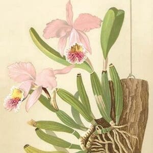 Cattleya Nossiae by H.G. Moon - Art Print