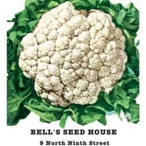 Cauliflower: Early Snowball - Art Print