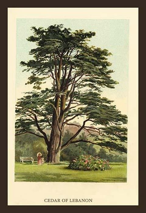 Cedar of LeBanon by W.H.J. Boot - Art Print