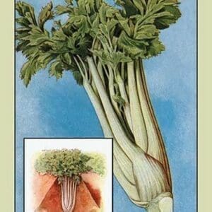 Celery - Art Print