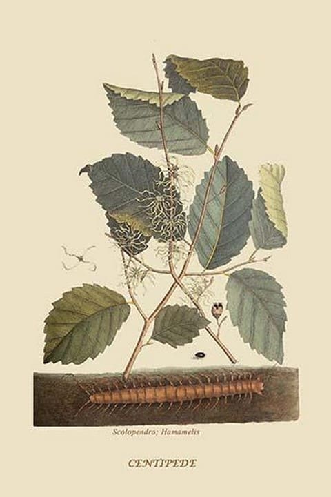 Centipede by Mark Catesby #2 - Art Print