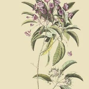 Chamedaphne Leatherleaf by Mark Catesby #2 - Art Print