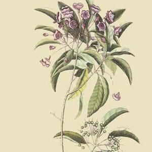 Chamedaphne Leatherleaf by Mark Catesby - Art Print