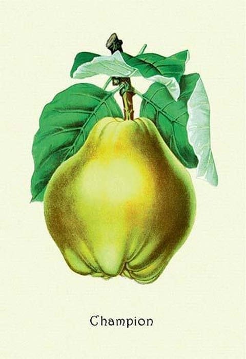 Champion Pears - Art Print