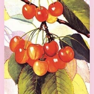 Cherries - Art Print