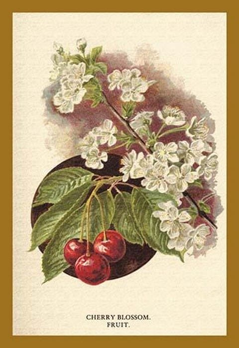 Cherry Blossom Fruit by W.H.J. Boot - Art Print