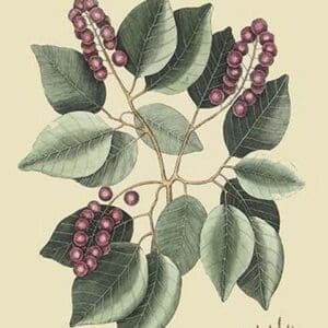 Cherry-Cerasus by Mark Catesby #2 - Art Print