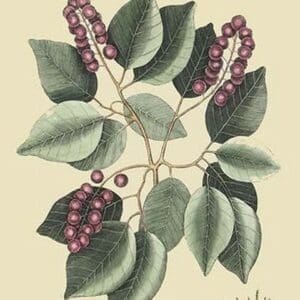 Cherry-Cerasus by Mark Catesby - Art Print