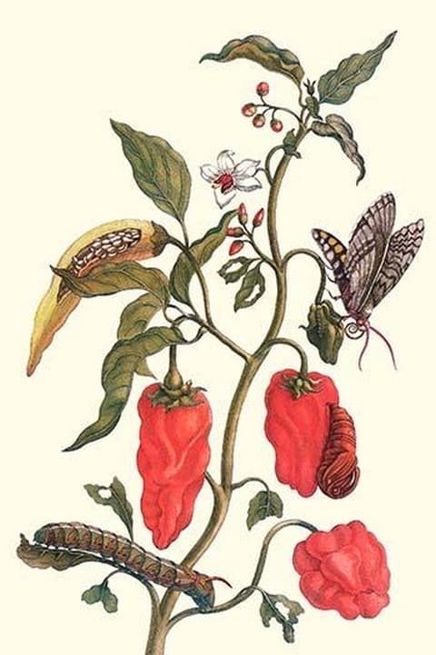 Cherry Pepper & Tobacco Hornworm with Five Spotted Hawkmoth by Maria Sibylla Merian - Art Print