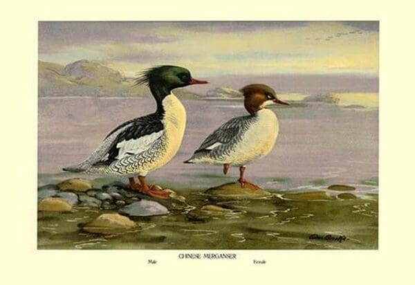 Chinese Merganser by Allan Brooks - Art Print