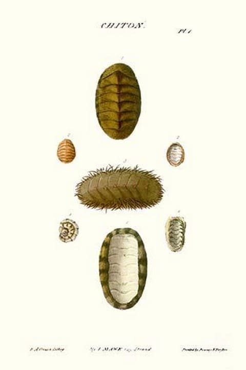 Chiton Shells By John Mawe - Art Print