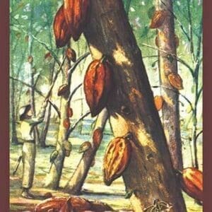 Chocolate 'Cacao' Tree - Art Print