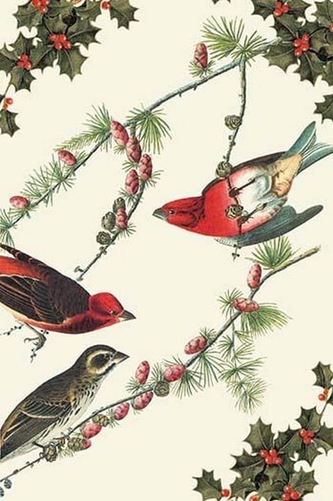 Christmas Birds and Holly by Sara Pierce - Art Print