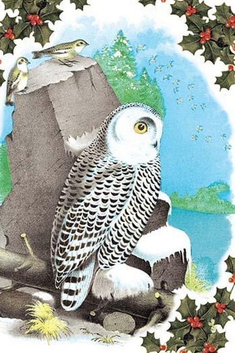 Christmas Snow Owl by Sara Pierce - Art Print